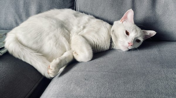 Faut-il choisir un canapé en tissu ou en velours lorsque l'on a des animaux ?